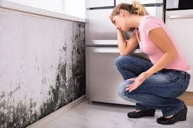 Environmental Consulting for Mold Prevention in Rossville, MD